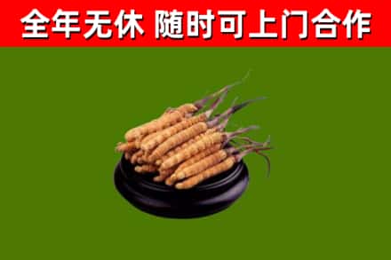 淮上回收冬虫夏草