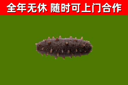 淮上回收海参干